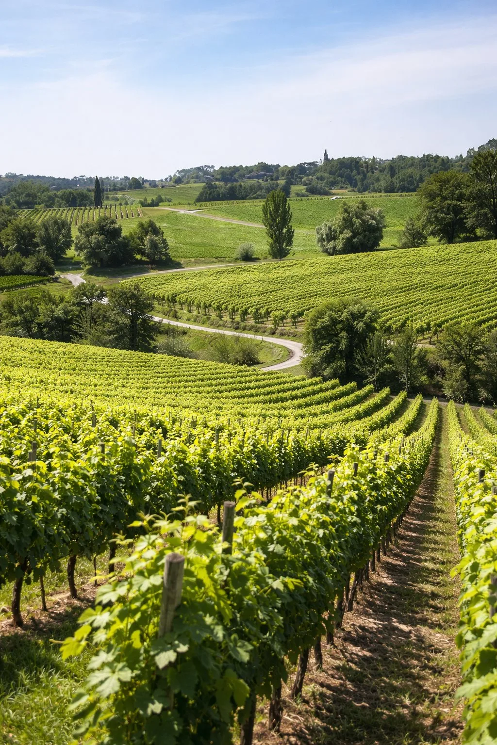 Vignobles